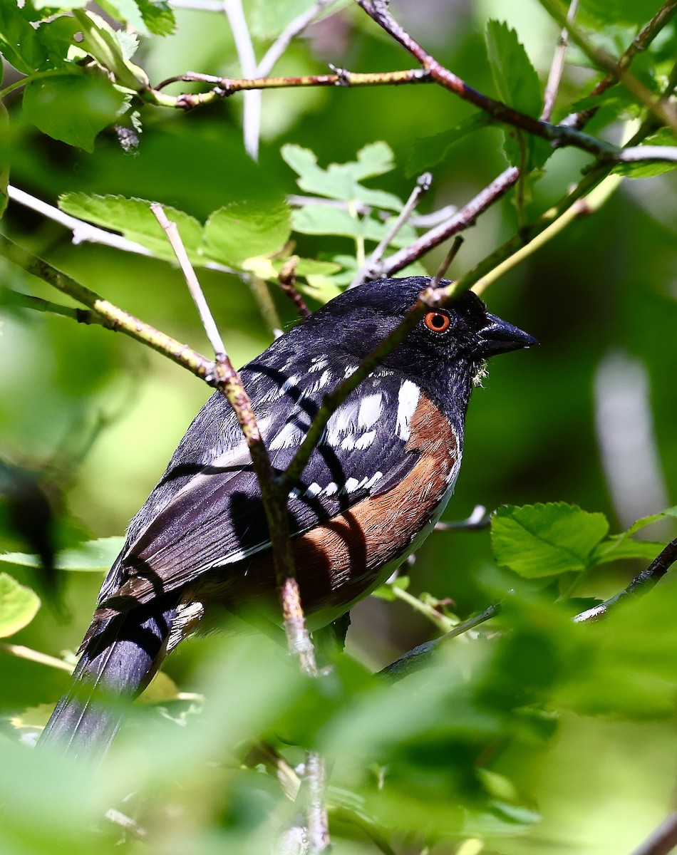 Spotted Towhee - ML620836618