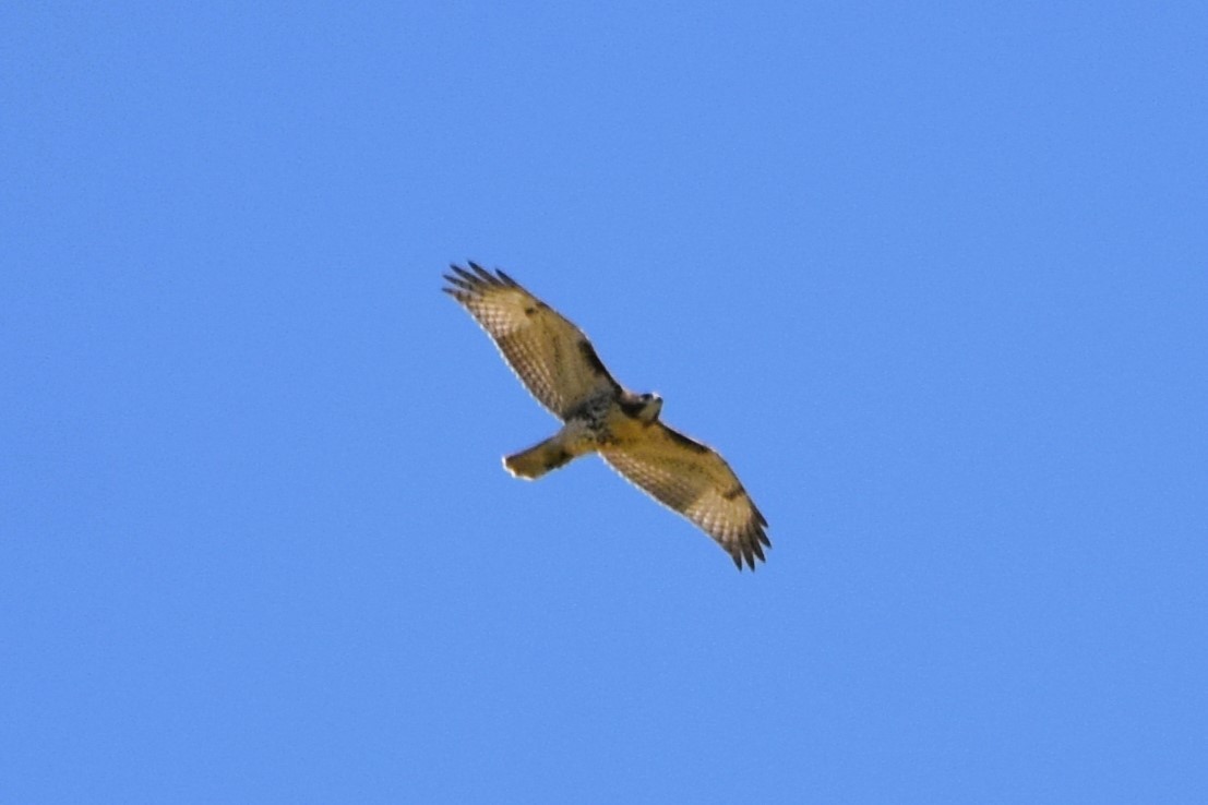 Red-tailed Hawk (borealis) - ML620836628