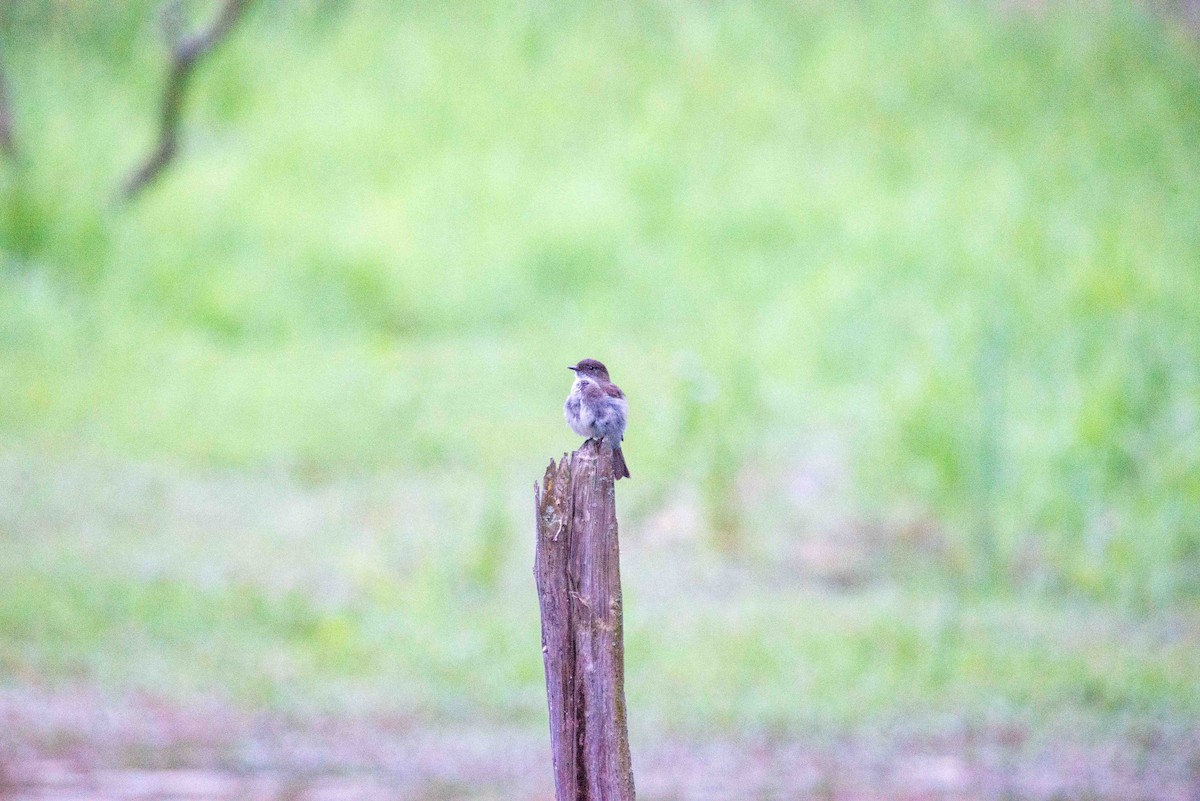 Eastern Phoebe - ML620836630