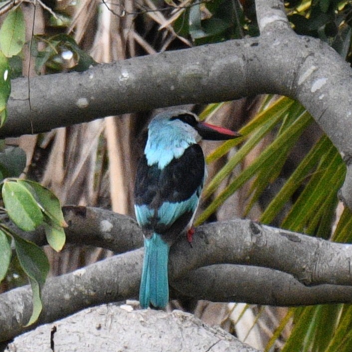 Blue-breasted Kingfisher - ML620836665