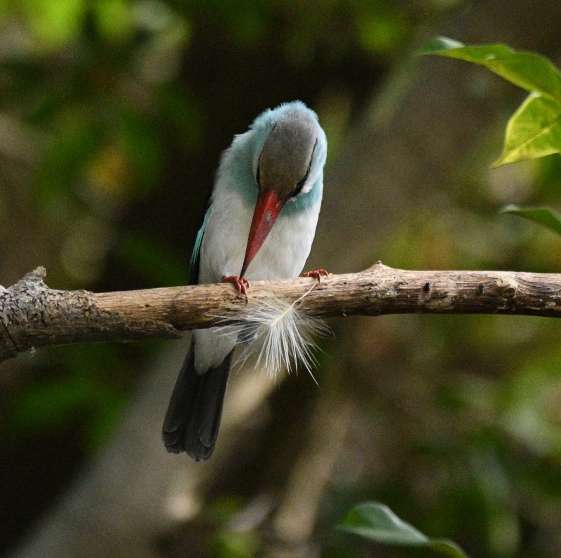 Blue-breasted Kingfisher - ML620836666