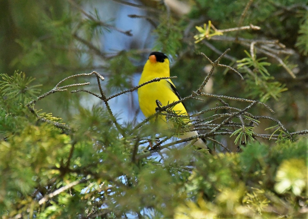 American Goldfinch - ML620836677