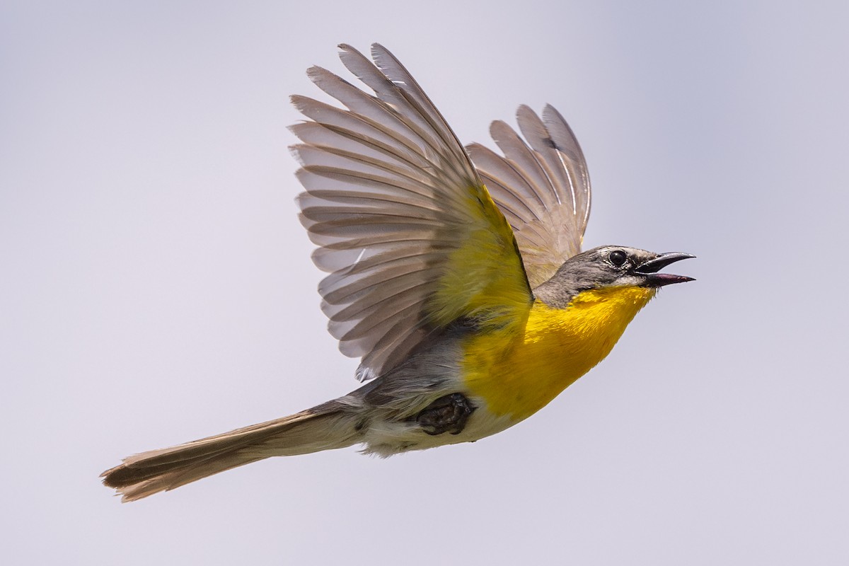 Yellow-breasted Chat - ML620836723