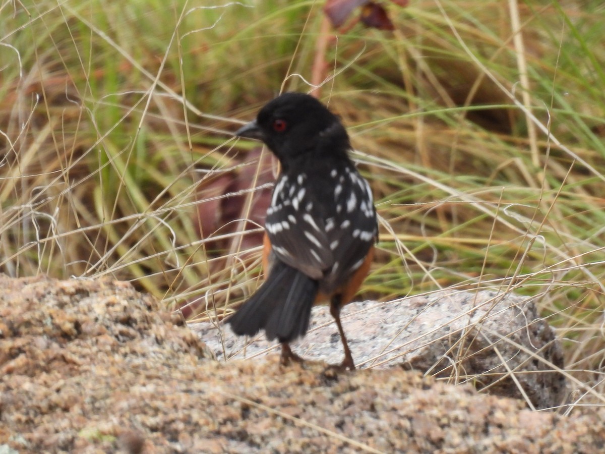 Spotted Towhee - Sue Noonan
