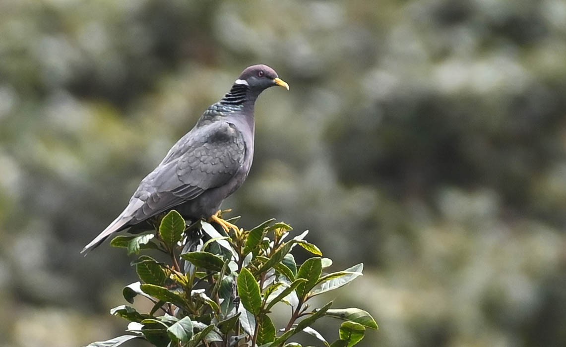 Band-tailed Pigeon - ML620836738