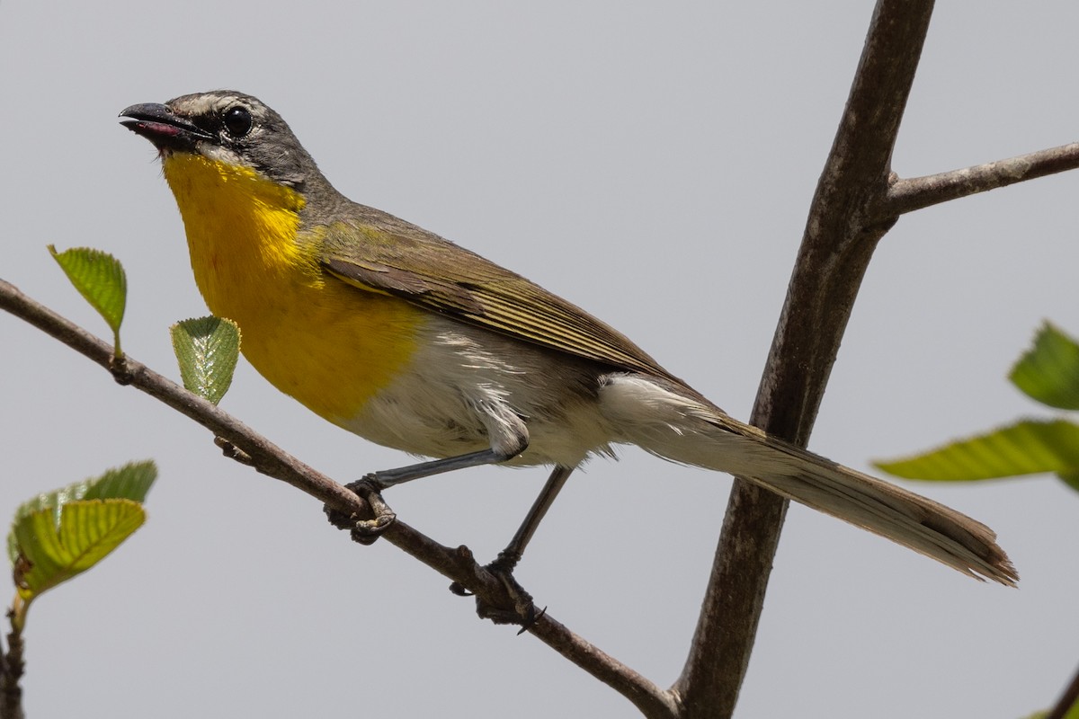 Yellow-breasted Chat - ML620836743