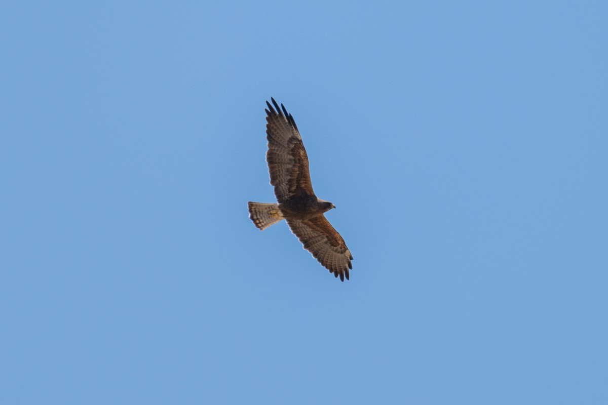 Red-tailed Hawk - ML620836745