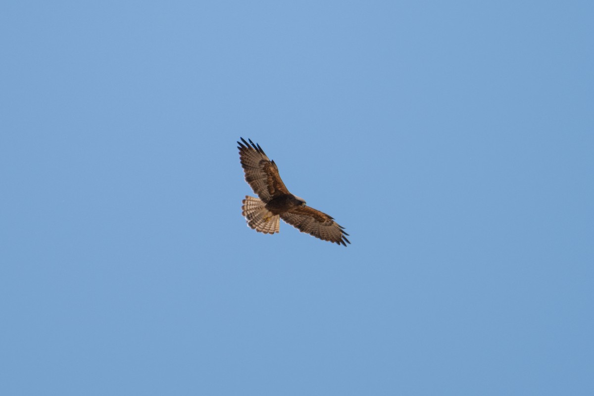 Swainson's Hawk - Melani King