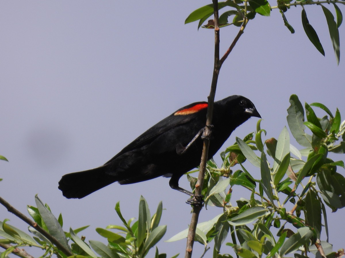 Red-winged Blackbird - Sue Noonan