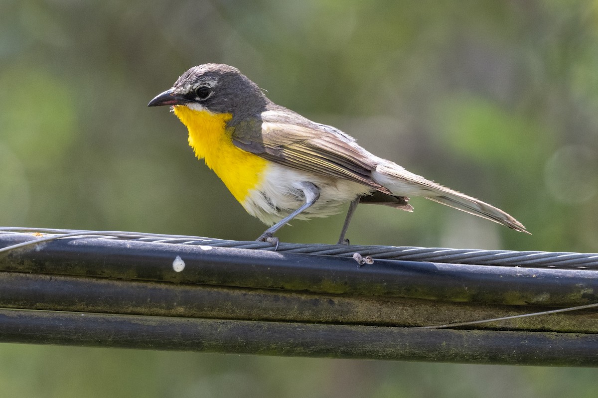 Yellow-breasted Chat - ML620836751