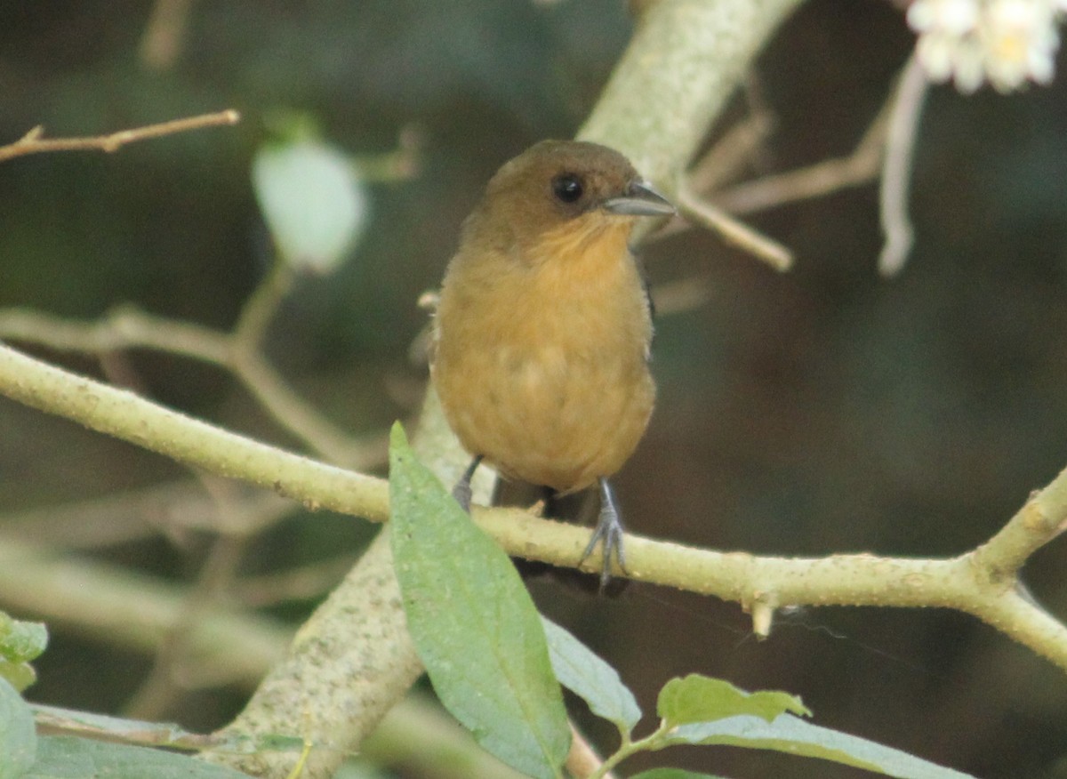 Black-goggled Tanager - ML620836752