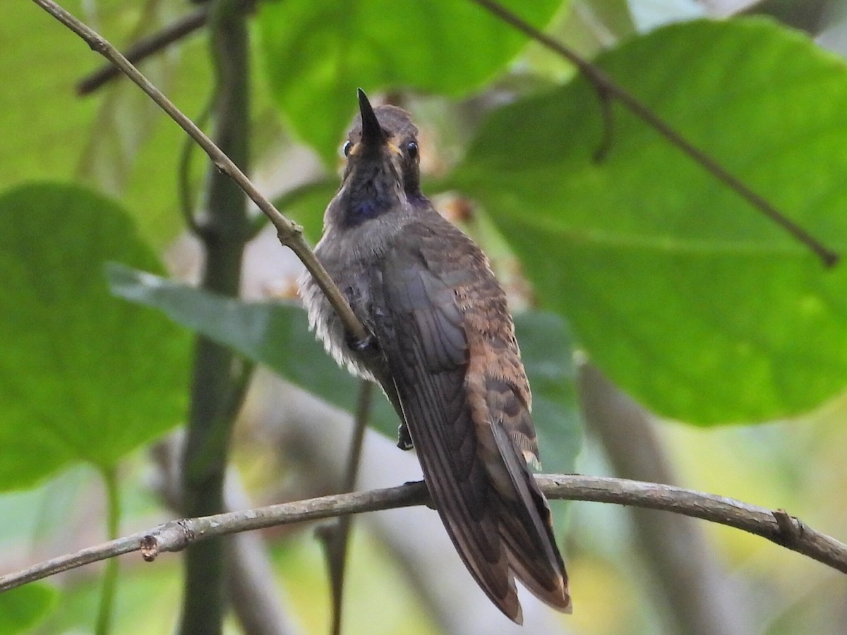 Brown Violetear - ML620836753