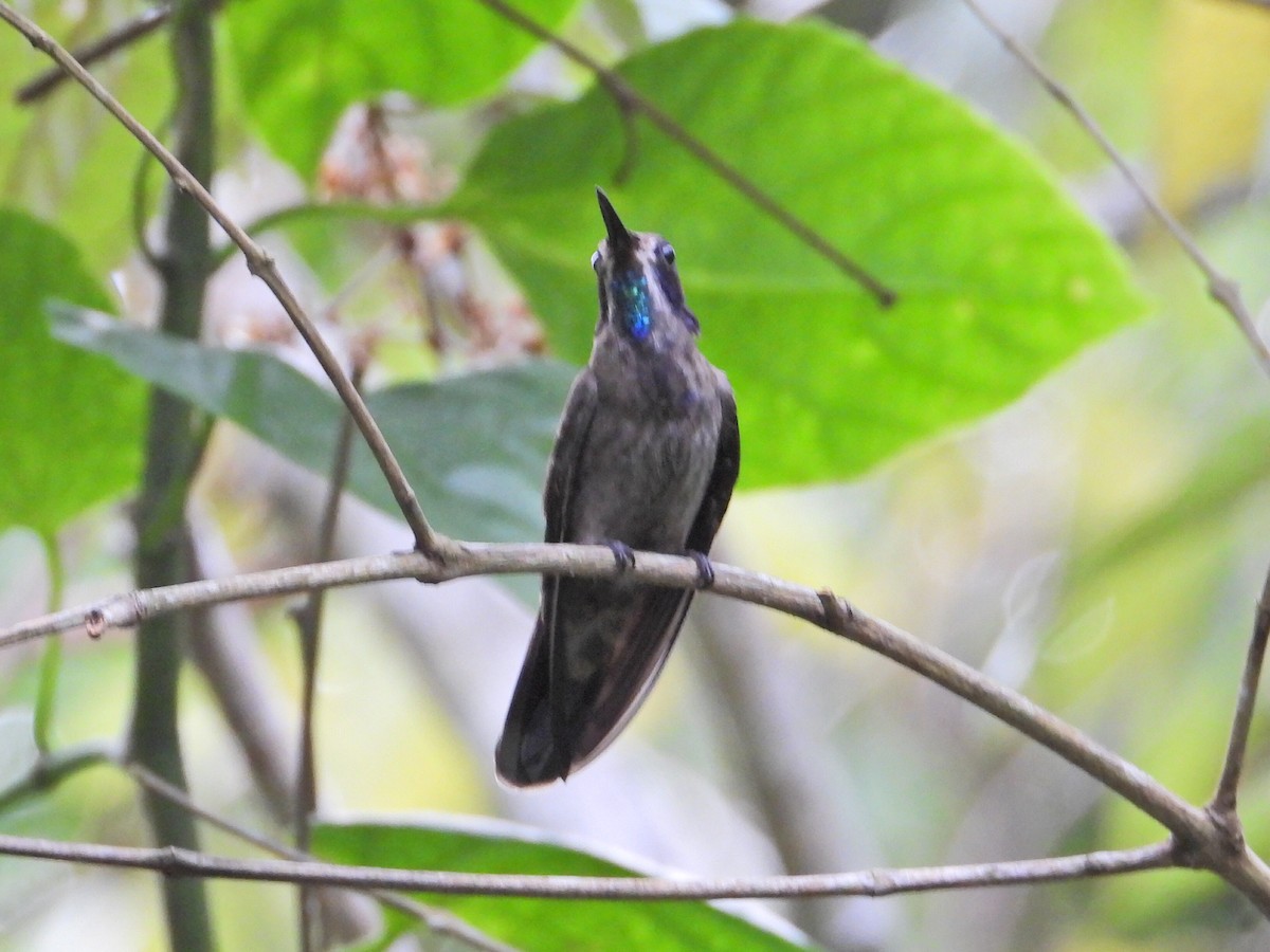 Brown Violetear - ML620836754