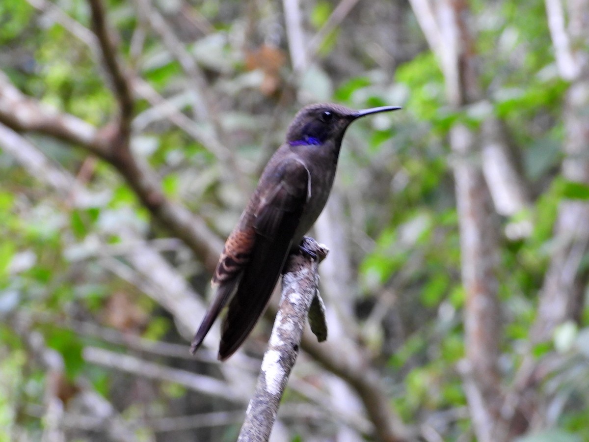 Brown Violetear - ML620836758