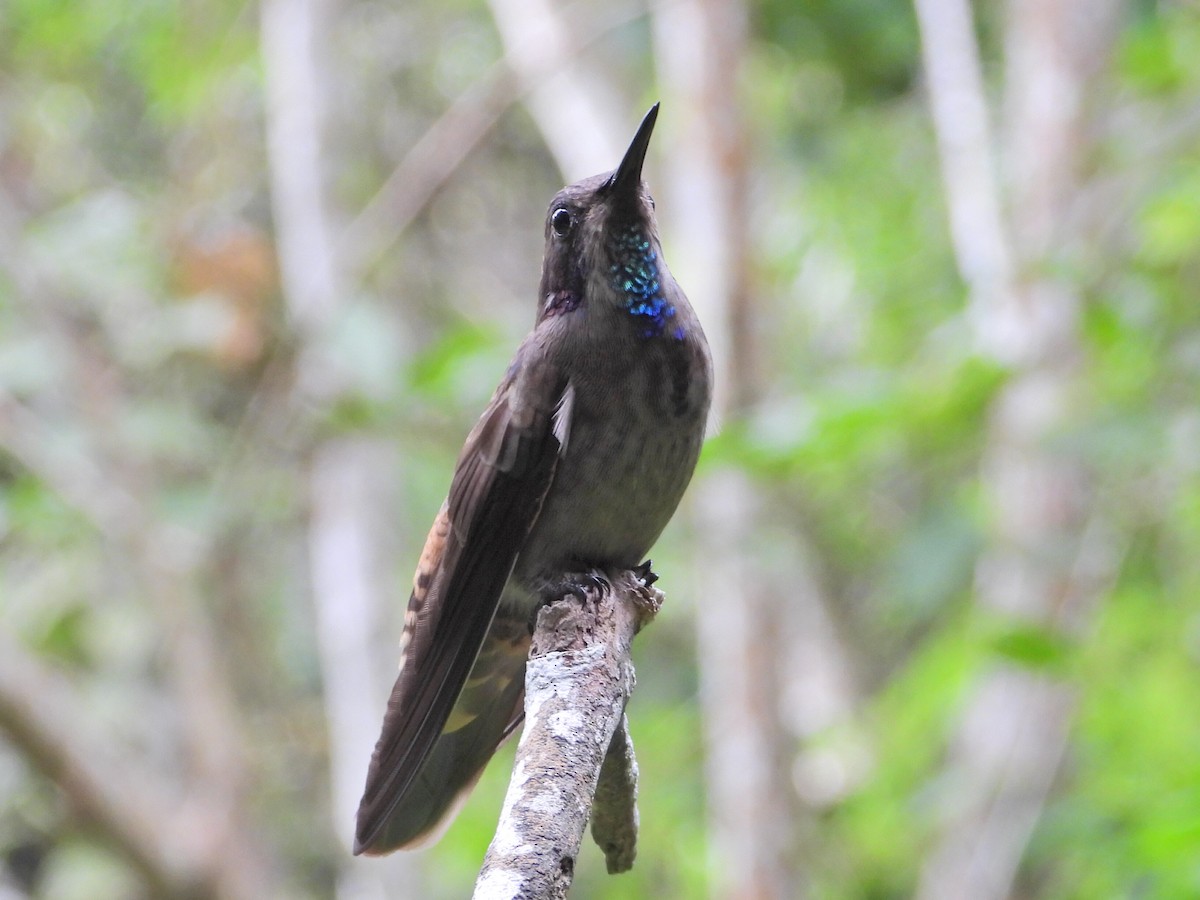 Colibri de Delphine - ML620836759