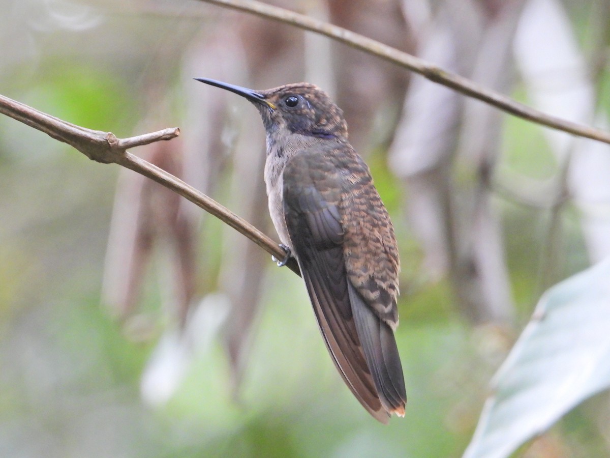 Brown Violetear - ML620836760