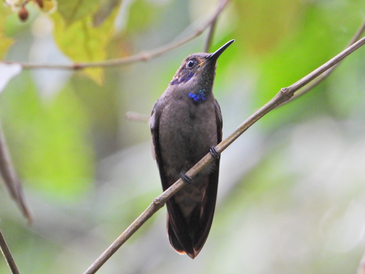 Colibri de Delphine - ML620836762