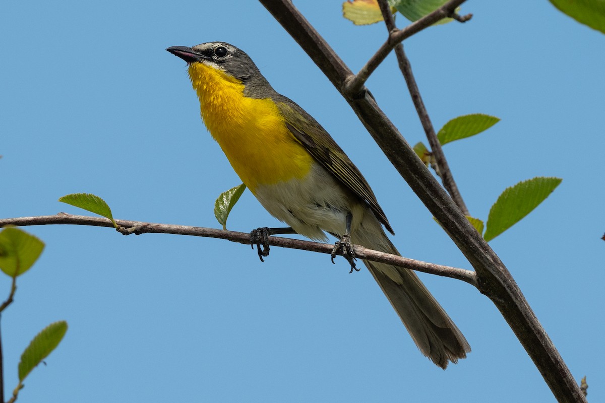 Yellow-breasted Chat - ML620836763