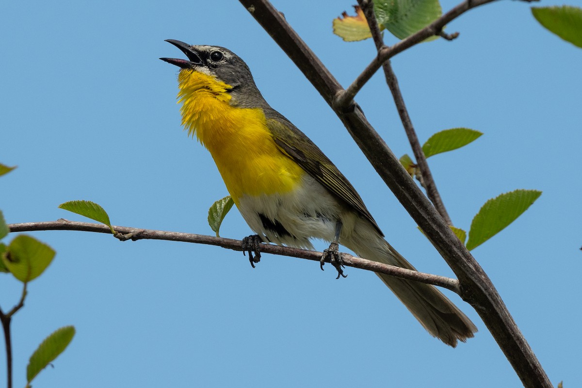 Yellow-breasted Chat - ML620836764