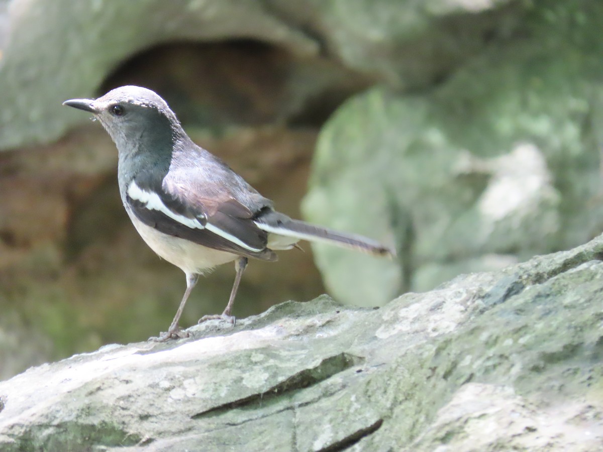 Oriental Magpie-Robin - ML620836765