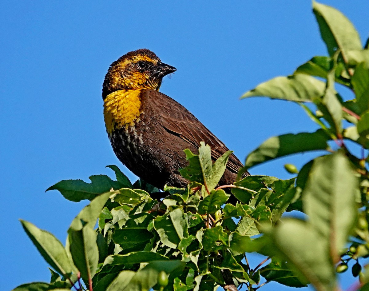 Yellow-headed Blackbird - ML620836770