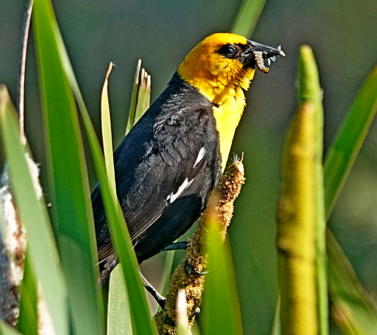 Yellow-headed Blackbird - ML620836771