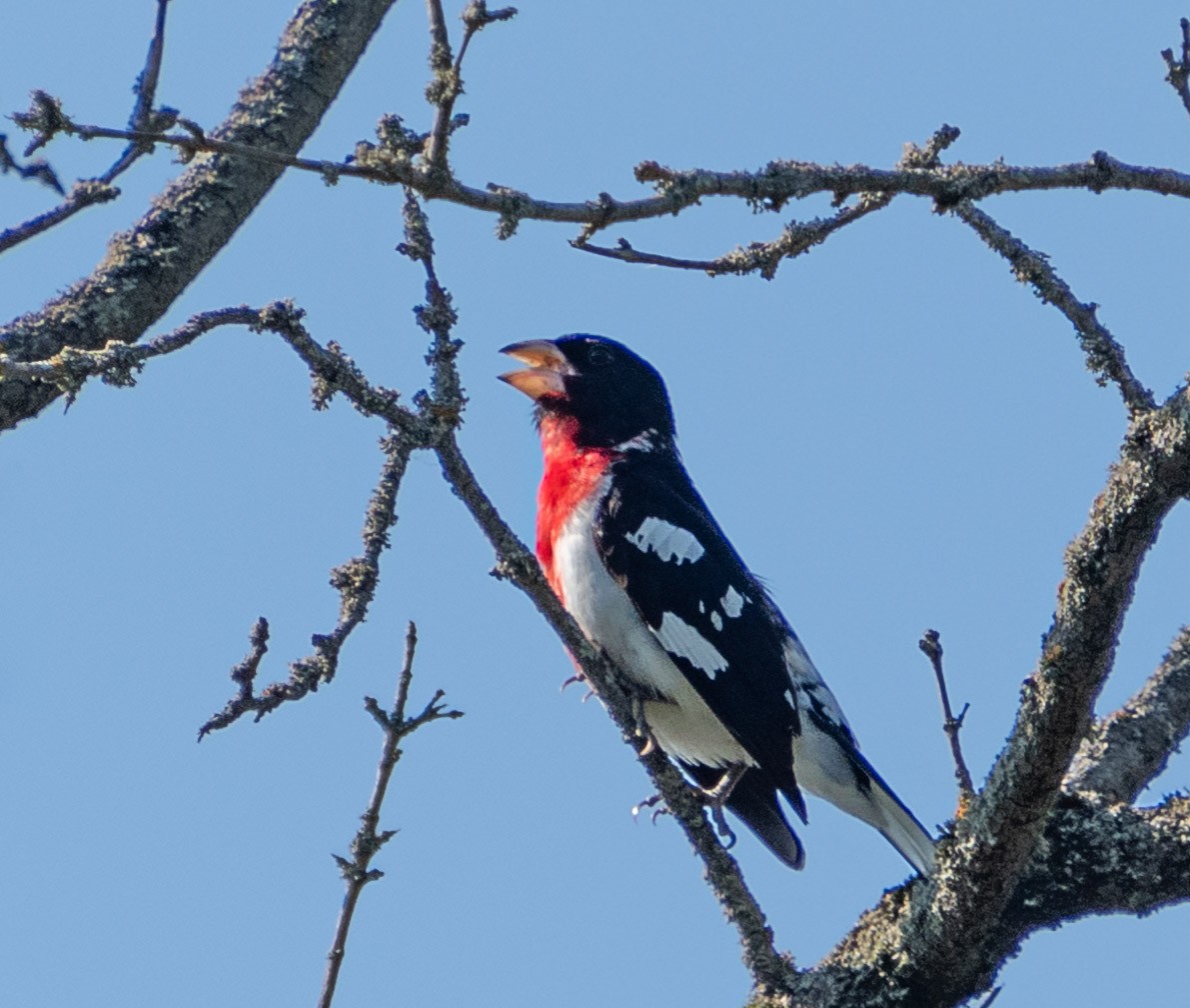 Rose-breasted Grosbeak - ML620836773