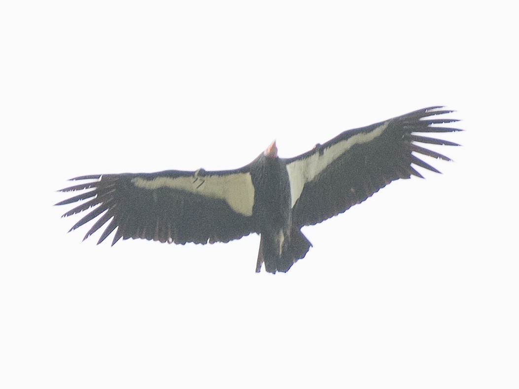 California Condor - ML620836810