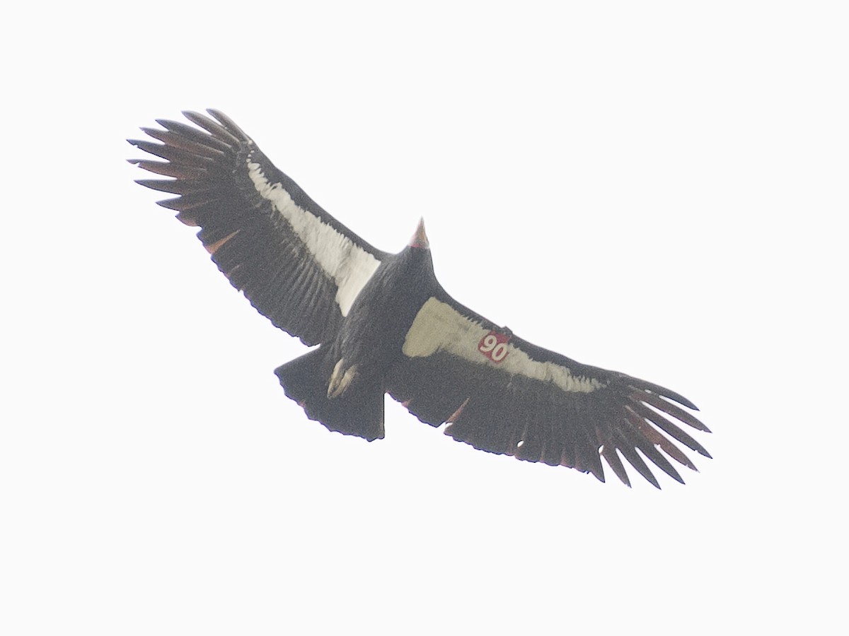 California Condor - ML620836813