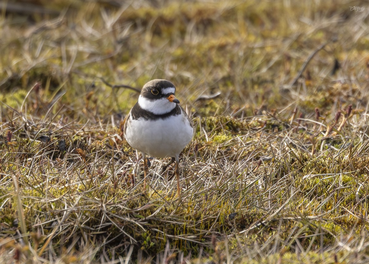 Semipalmated Plover - ML620836816