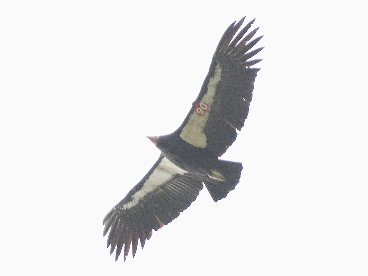 California Condor - ML620836817