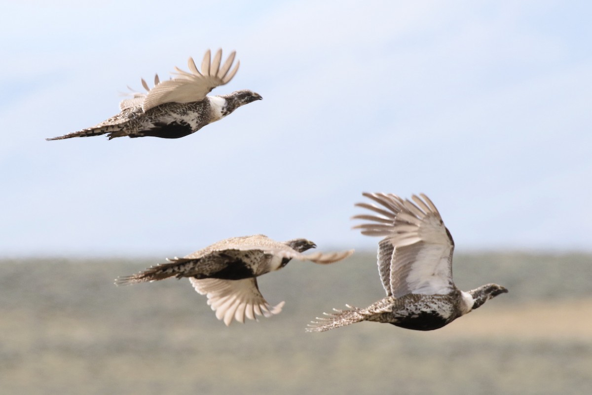 Greater Sage-Grouse - ML620836824