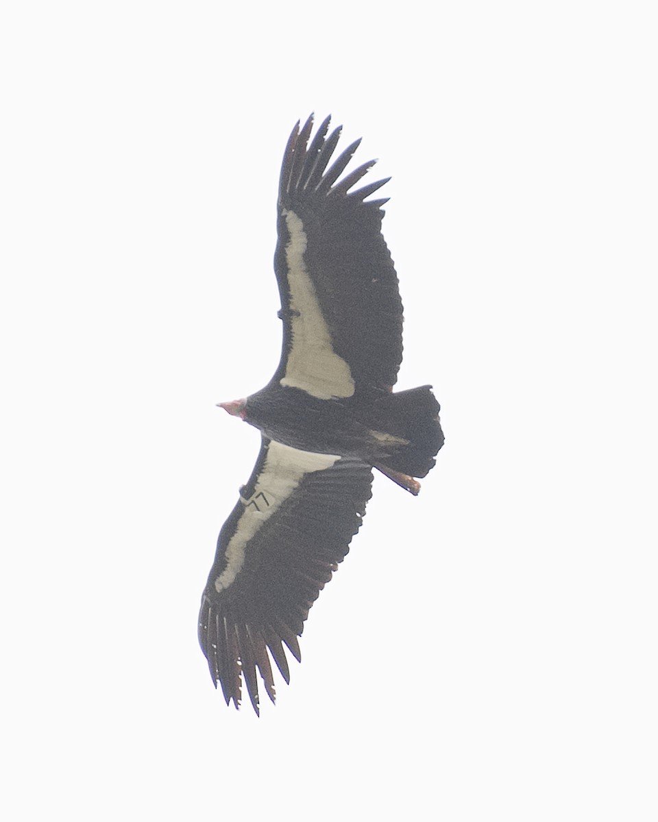 California Condor - ML620836825