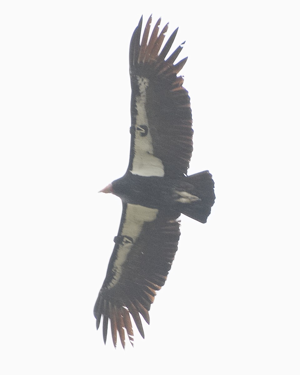 California Condor - ML620836829