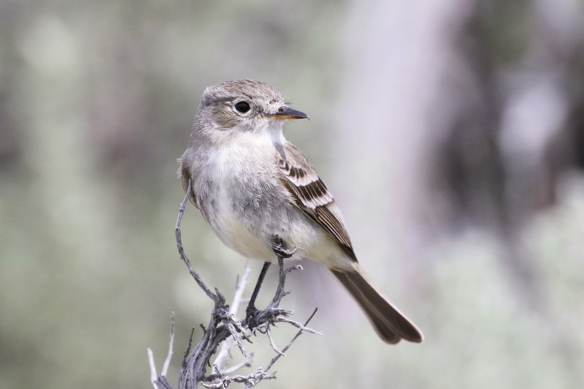 Gray Flycatcher - ML620836837