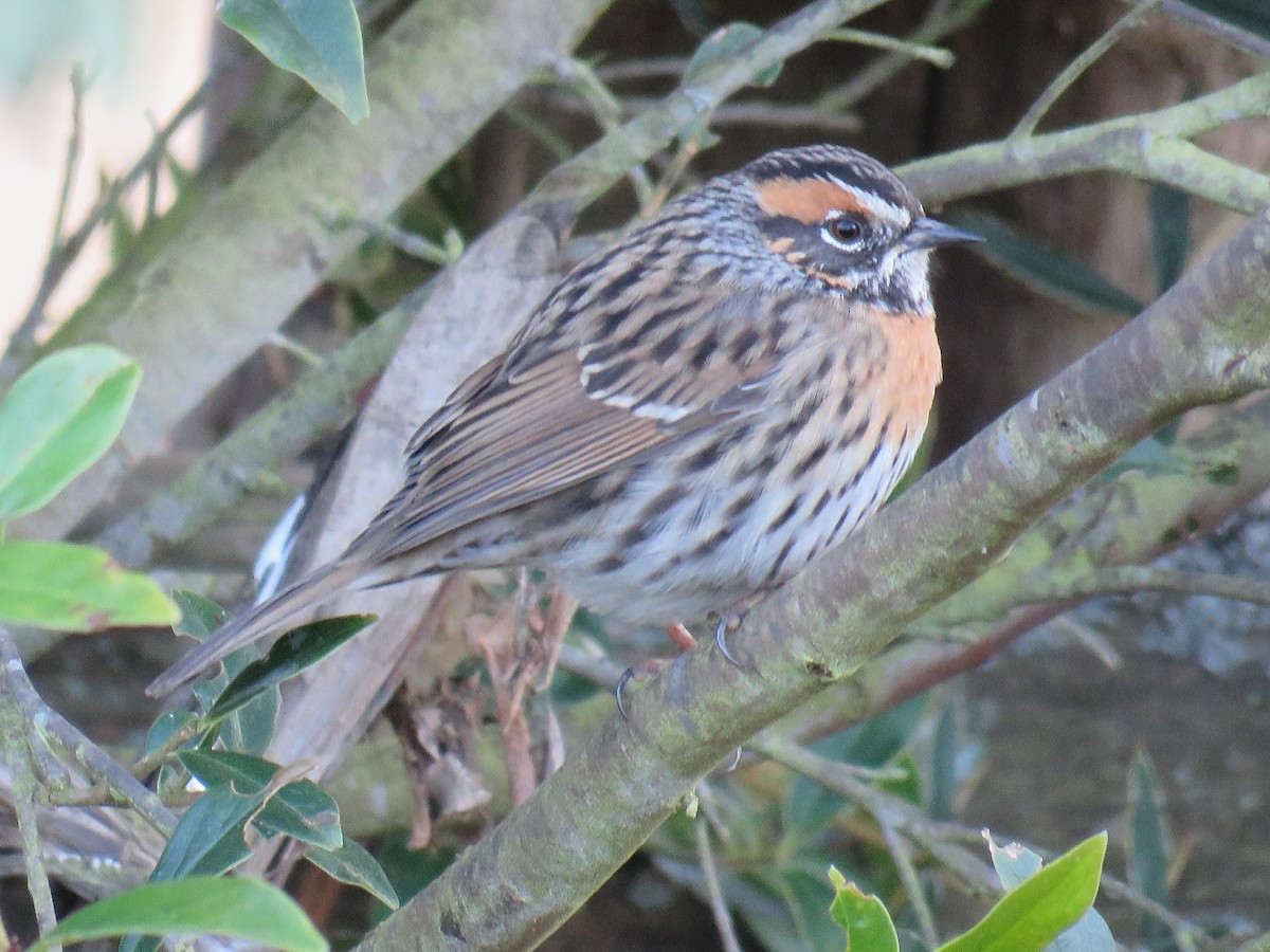 Rufous-breasted Accentor - ML620836842