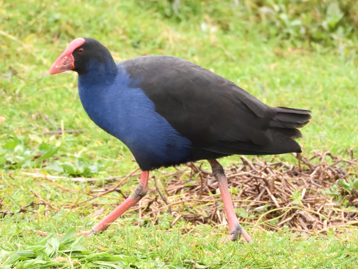 Australasian Swamphen - ML620836856