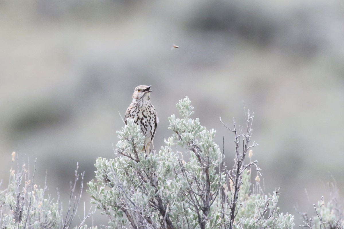 Sage Thrasher - ML620836863