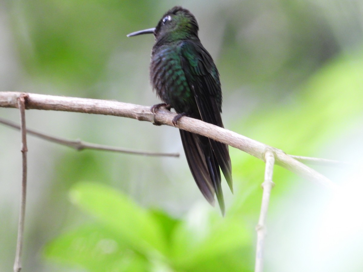 Violet-fronted Brilliant - ML620836864