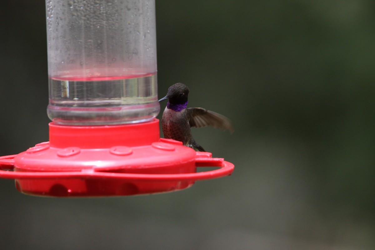 Black-chinned Hummingbird - ML620836881