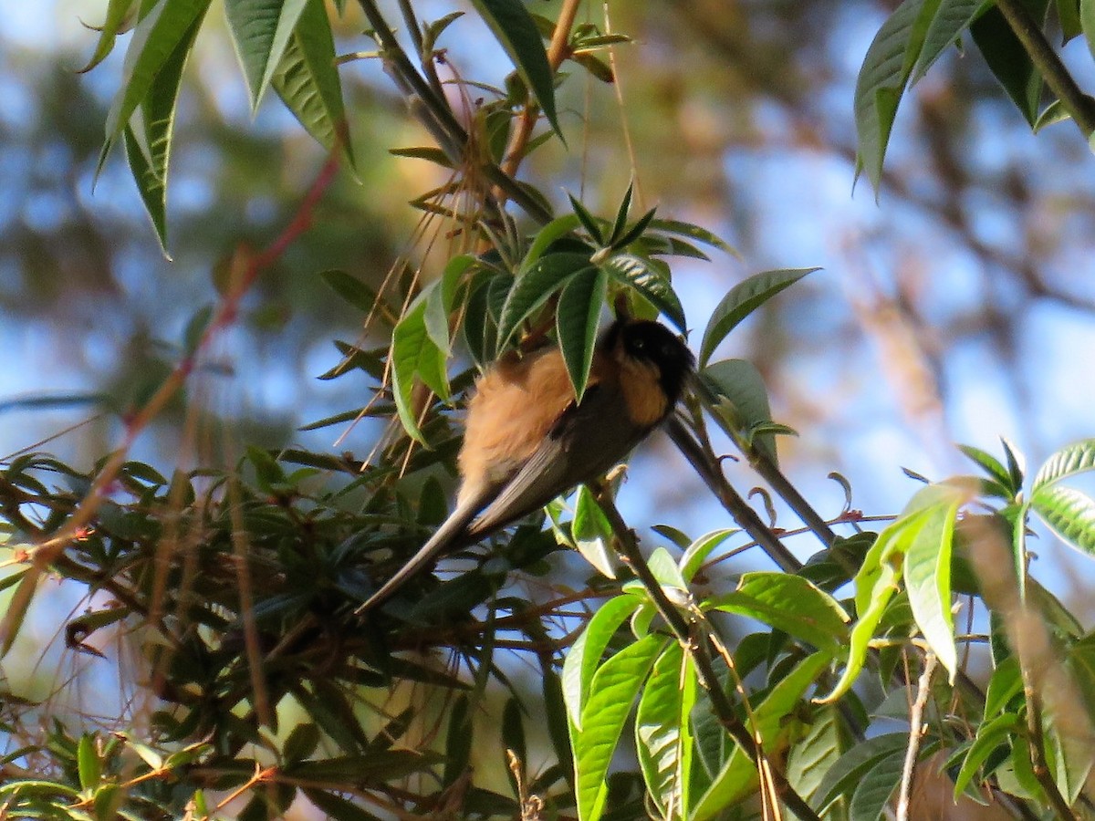 Black-browed Tit (Rufous-fronted) - ML620836883
