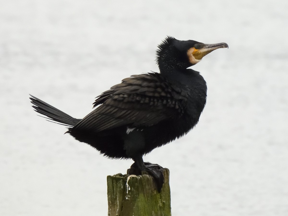 Great Cormorant - ML620836898