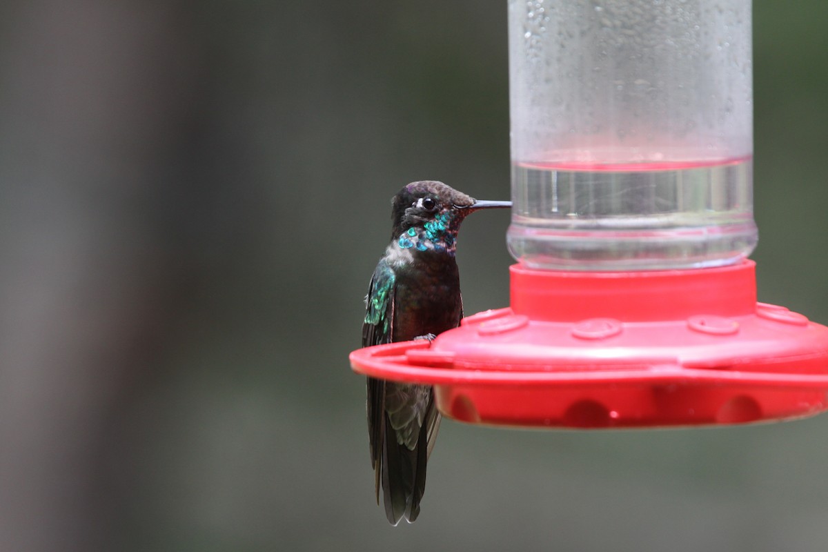 kolibřík skvostný - ML620836899