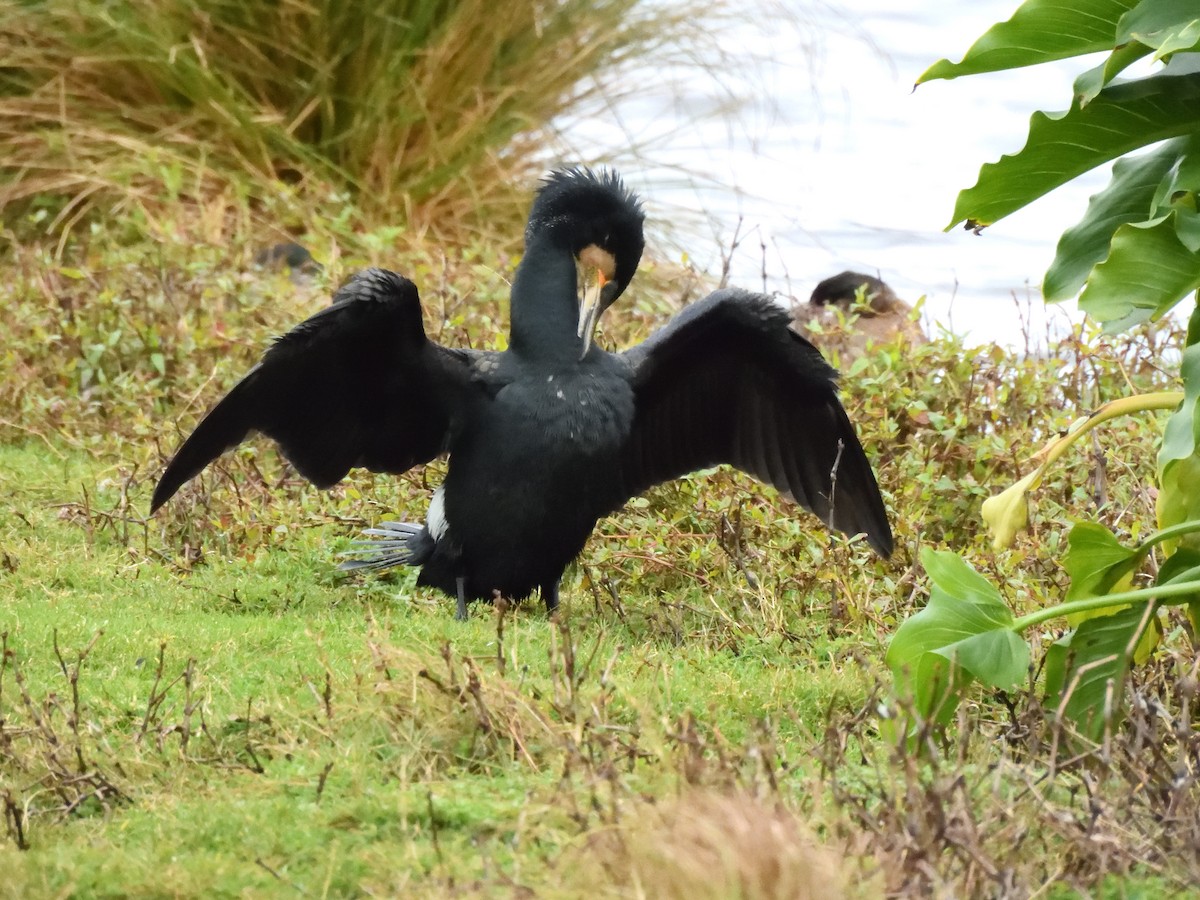 Great Cormorant - ML620836901