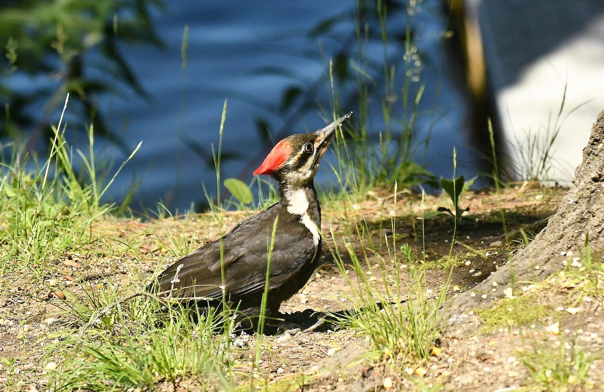 Pileated Woodpecker - ML620836907