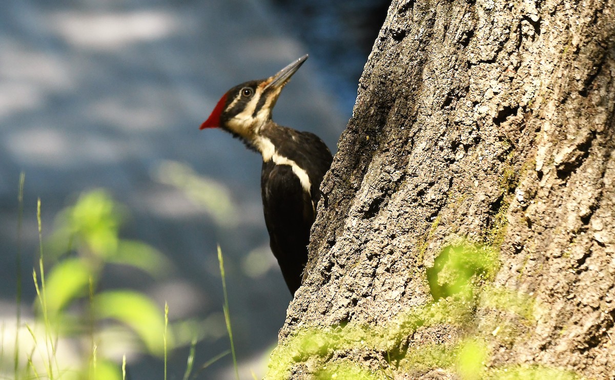 Pileated Woodpecker - ML620836909
