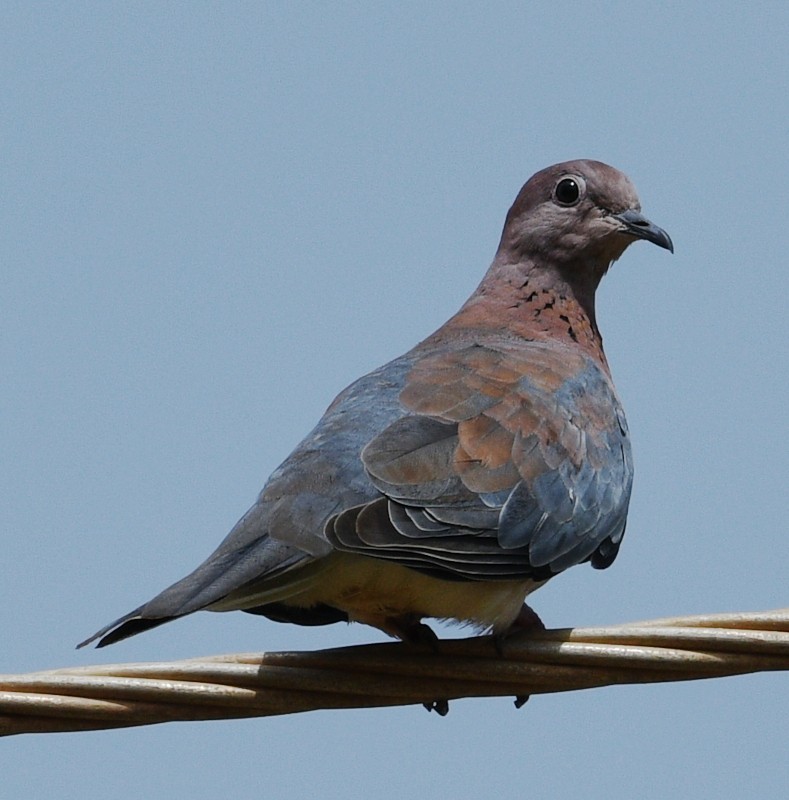 Laughing Dove - ML620836910