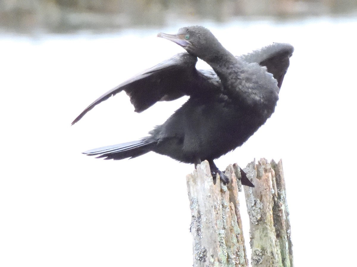 Little Black Cormorant - ML620836912