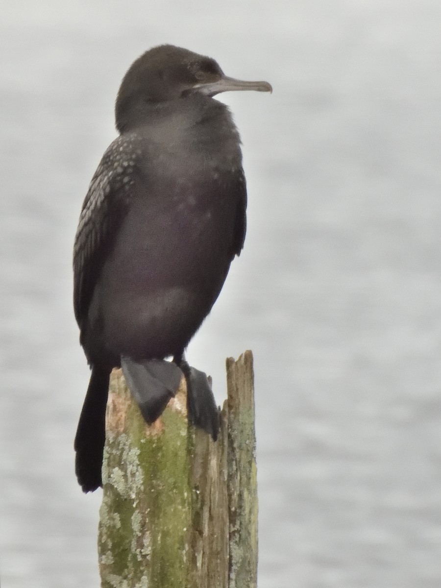 Little Black Cormorant - ML620836914
