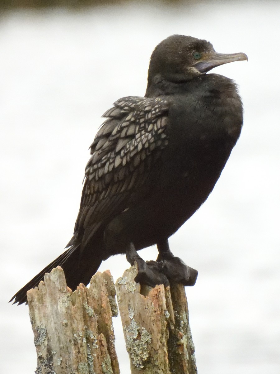 Little Black Cormorant - ML620836915